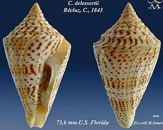 Conasprella delessertii
