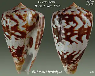 Conus ermineus