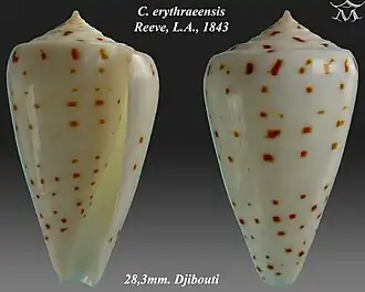 Conus erythraeensis