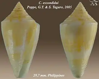 Conus escondidai