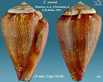 Conus evorai