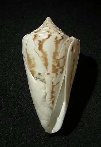 Conus eximius