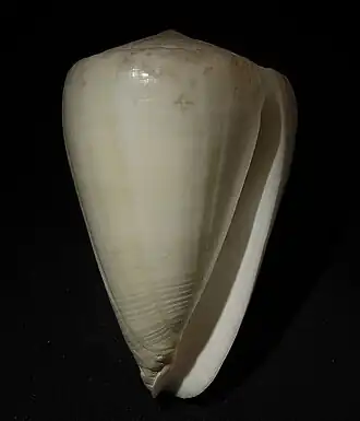 Conus fergusoni