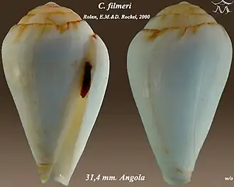 Conus filmeri