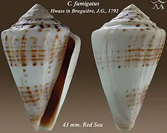Conus fumigatus