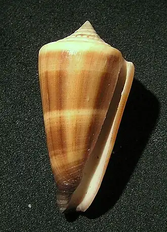 Conus furvus