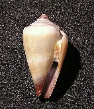 Conus fuscoflavus