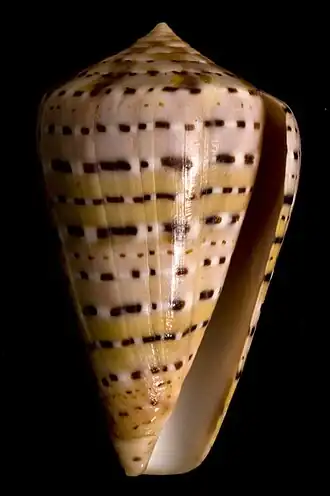 Conus genuanus