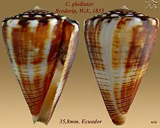 Conus gladiator