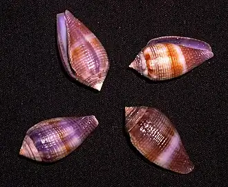 Conus glans