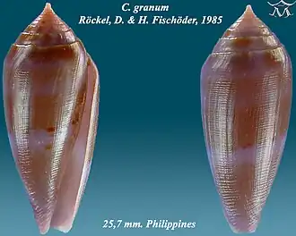 Conus granum