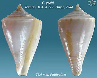 Conus grohi
