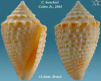 Conus henckesi