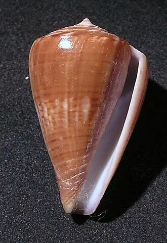 Conus hyaena