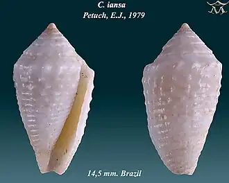 Conus iansa