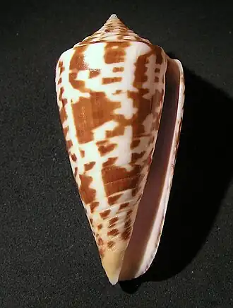 Conus inscriptus