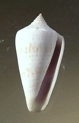 Conus iodostoma