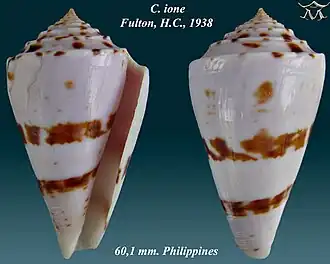 Conus ione