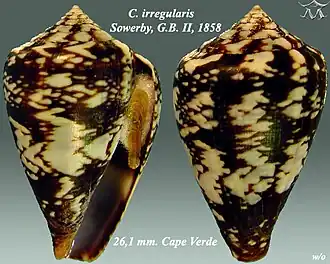 Conus irregularis