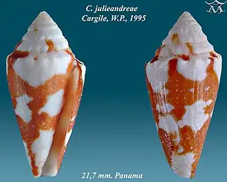 Conus julieandreae