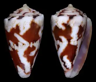Conus kalafuti