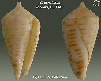 Conus kanakinus