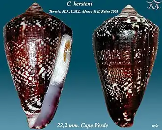 Conus kersteni