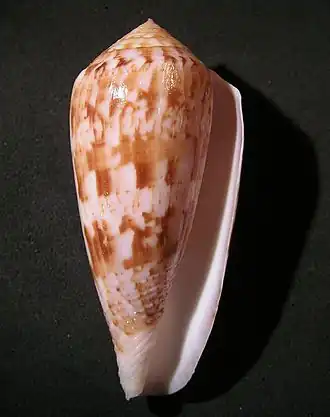 Conus kinoshitai