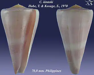 Conus kintoki