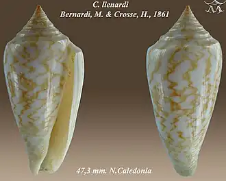 Conus lienardi