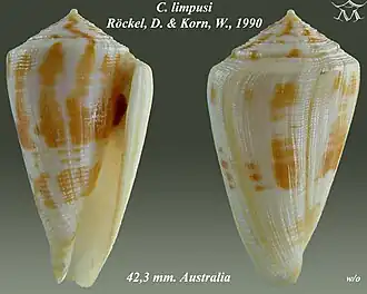 Conus limpusi