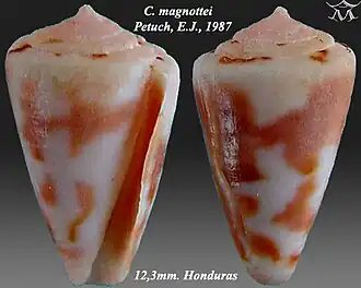 Conus magnottei