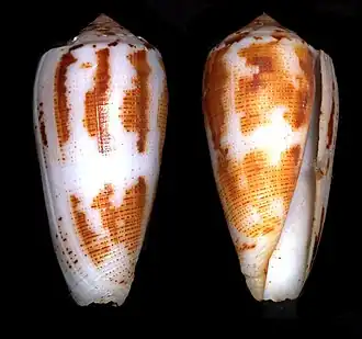 Conus magus