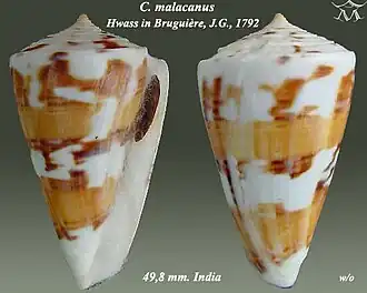 Conus malacanus