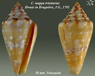 Conus mappa trinitarius