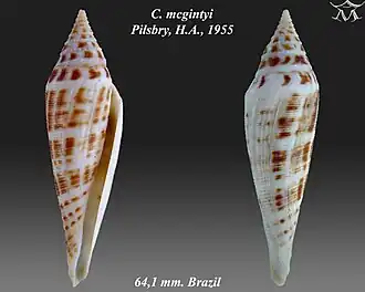 Conus mcgintyi