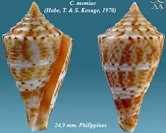 Conus memiae