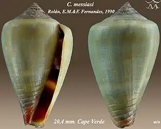 Conus messiasi