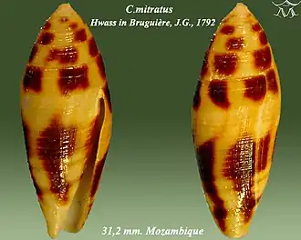 Conus mitratus