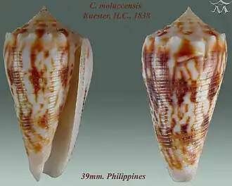 Conus moluccensis