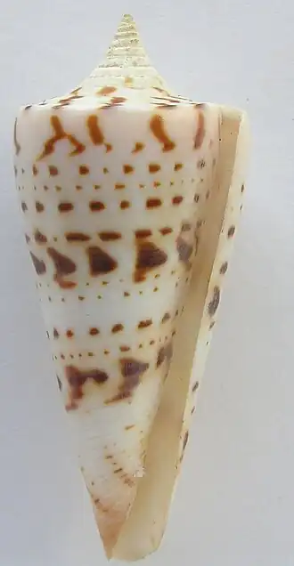 Conus monile