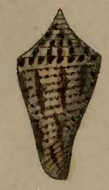 Conus monilifer