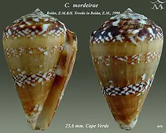 Conus mordeirae