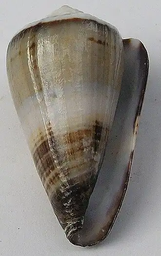 Conus muriculatus