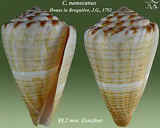 Conus namocanus