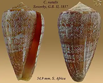 Conus natalis