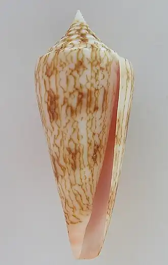 Conus neptunus