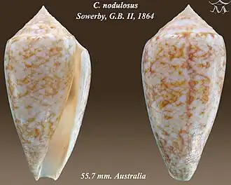 Conus nodulosus