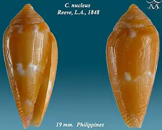 Conus nucleus