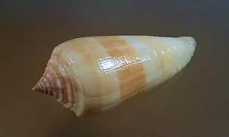 Conus ochroleucus